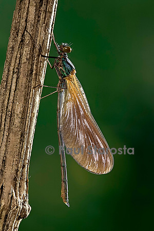 Calopteryx virgo (agrion vierge) - éclosion de l'adulte