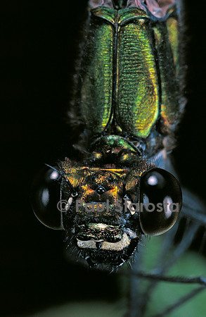 Calopteryx virgo (agrion vierge) - portrait
