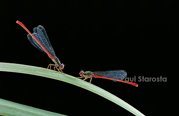 Ceriagrion tenellum (petit agrion rouge)