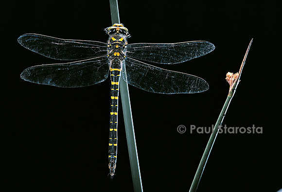 Cordulegaster boltonii