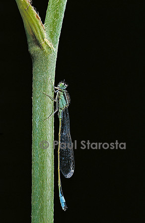 Ischnura elegans (agrion)