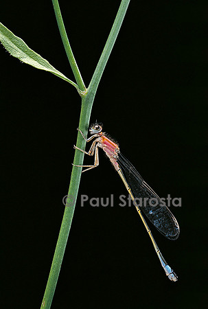 Ischnura elegans (agrion)
