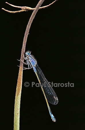 Ischnura elegans (agrion)