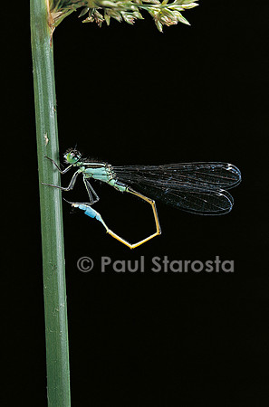 Ischnura elegans (agrion)