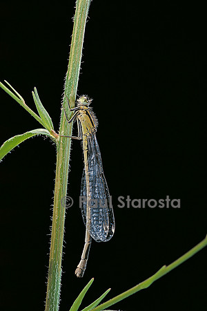 Ischnura elegans (agrion)