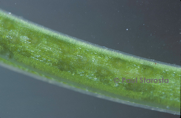 œufs d'agrion dans une plante aquatique