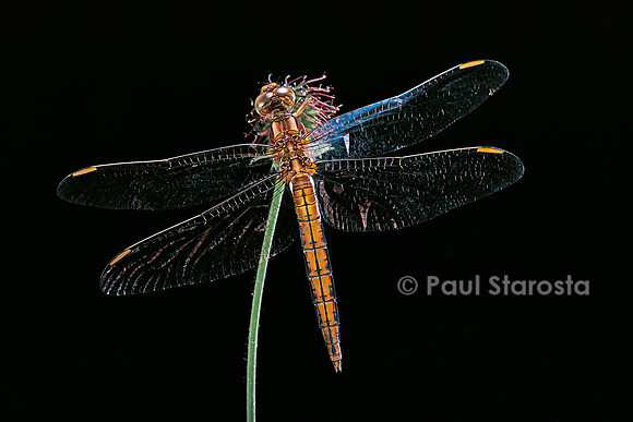 Orthetrum cancellatum