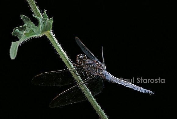 Orthetrum coerulescens