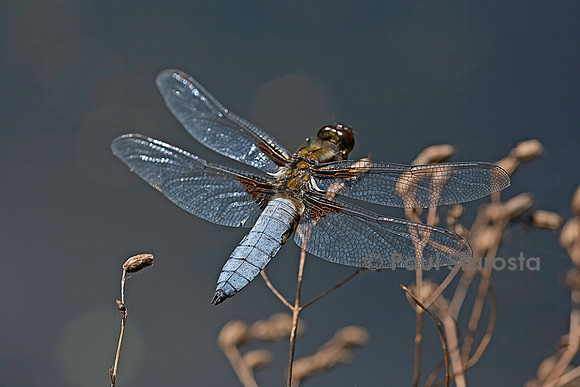 Libellula depressa (libellule déprimée)