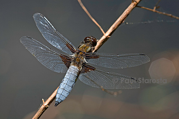 Libellula depressa (libellule déprimée)
