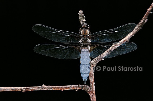 Libellula depressa (libellule déprimée)