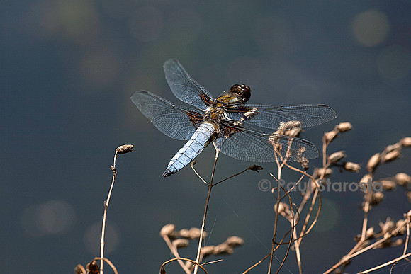 Libellula depressa (libellule déprimée)