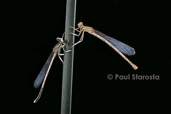 Platycnemis pennipes