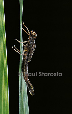 Pyrrhosoma nymphula (agrion de feu) - éclosion