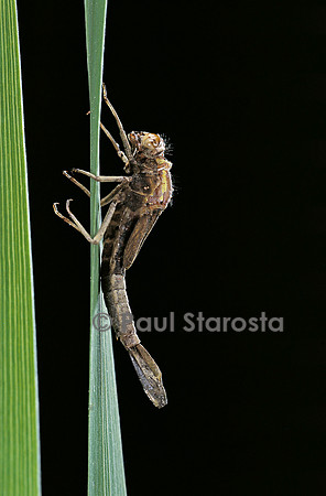 Pyrrhosoma nymphula (agrion de feu) - éclosion