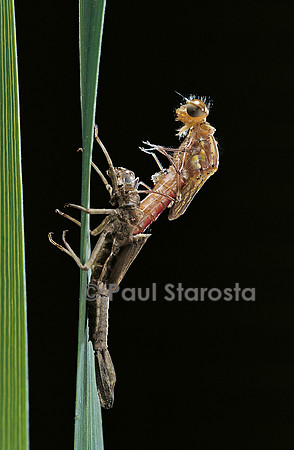 Pyrrhosoma nymphula (agrion de feu) - éclosion