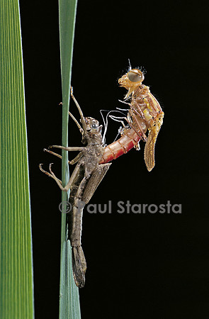 Pyrrhosoma nymphula (agrion de feu) - éclosion