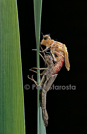 Pyrrhosoma nymphula (agrion de feu) - éclosion