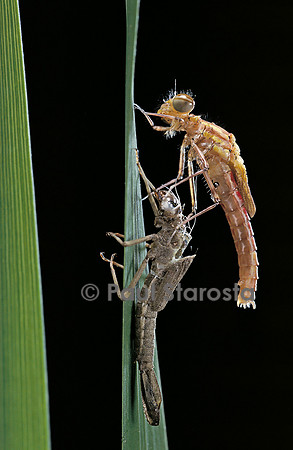 Pyrrhosoma nymphula (agrion de feu) - éclosion