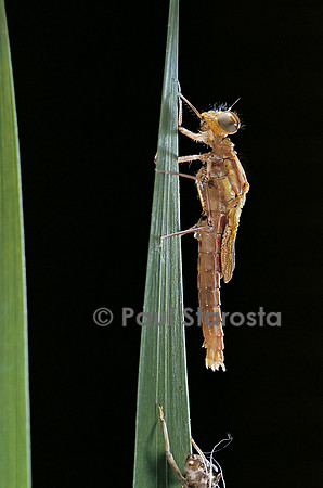Pyrrhosoma nymphula (agrion de feu) - éclosion