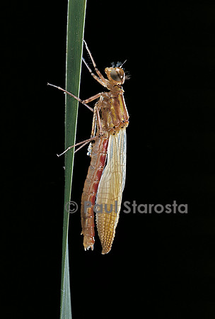 Pyrrhosoma nymphula (agrion de feu) - éclosion