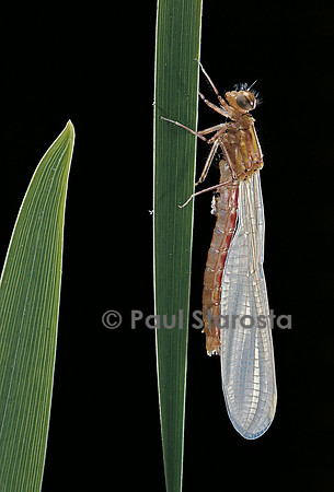 Pyrrhosoma nymphula (agrion de feu) - éclosion