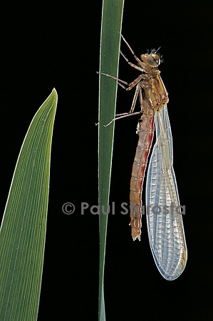 Pyrrhosoma nymphula (agrion de feu) - éclosion