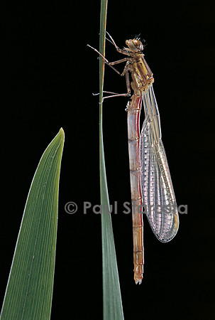 Pyrrhosoma nymphula (agrion de feu) - éclosion