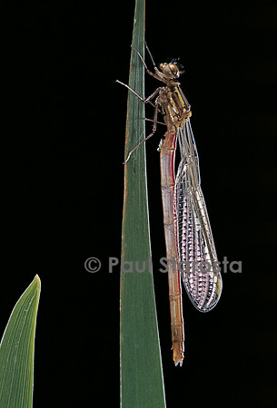 Pyrrhosoma nymphula (agrion de feu) - éclosion