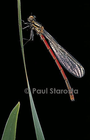 Pyrrhosoma nymphula (agrion de feu) - éclosion