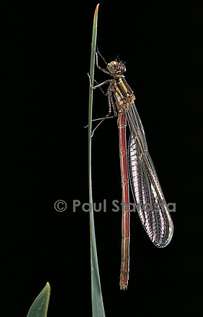 Pyrrhosoma nymphula (agrion de feu) - éclosion