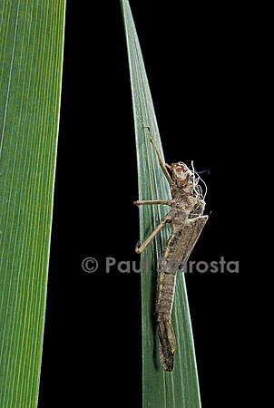 Pyrrhosoma nymphula (agrion de feu) - éclosion