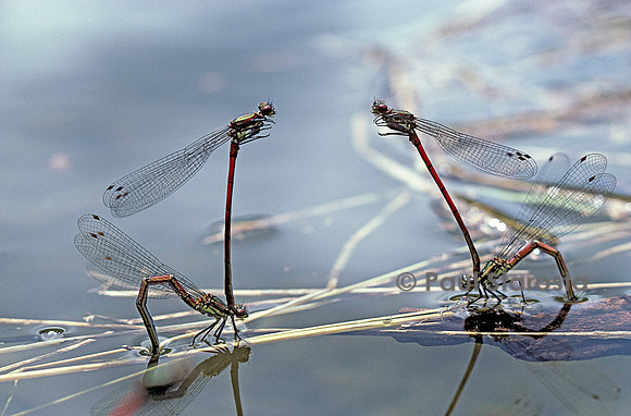 Pyrrhosoma nymphula (agrion de feu) - pondant
