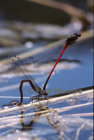 Pyrrhosoma nymphula (agrion de feu) - pondant