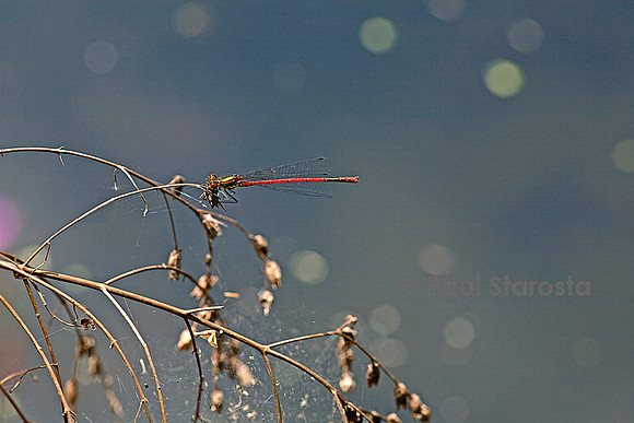 Pyrrhosoma nymphula (agrion de feu)