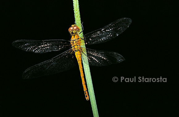 Sympetrum sanguineum
