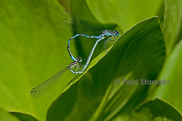 Agrion - accouplement