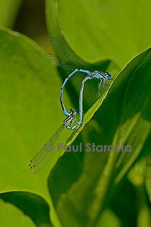 Agrion - accouplement