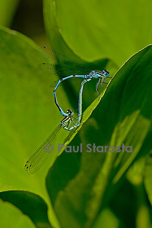 Agrion - accouplement