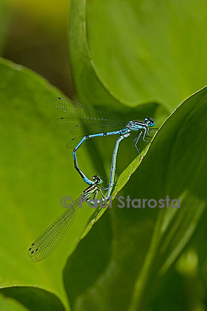 Agrion - accouplement
