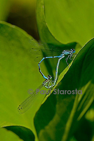 Agrion - accouplement