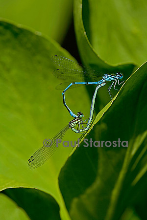 Agrion - accouplement