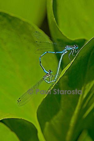 Agrion - accouplement