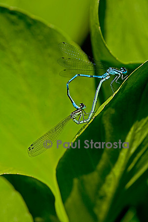 Agrion - accouplement