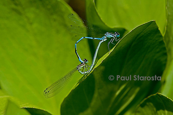 Agrion - accouplement
