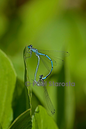 Agrion - accouplement