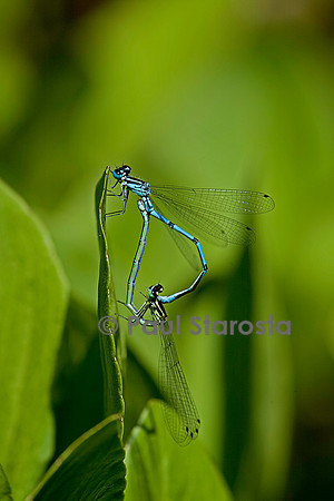 Agrion - accouplement