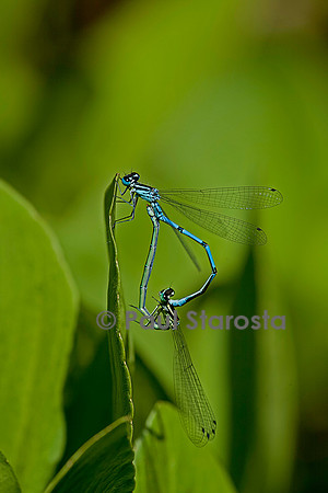 Agrion - accouplement