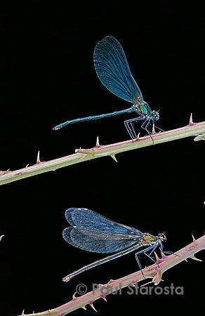 Calopteryx virgo (agrion vierge) - couple
