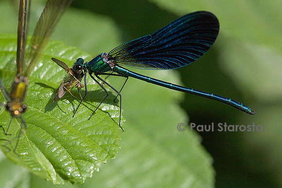 Calopteryx virgo (agrion vierge) - dévorant une mouche